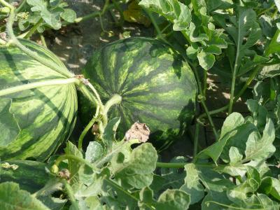 Wassermelone
Bildnachweis: lorenzoandreotti