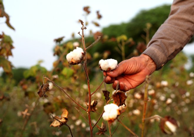 CottonFarmer_landscape_(c)Canva.jpg