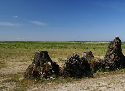 young post-mining landscape