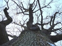 Die Spessarteiche ist ein Synonym für Kraft und Stärke