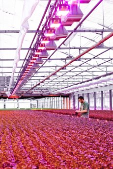 300dpi_PM_Greenhouse Lighting_OSRAM red LED 660nm.jpg