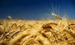 CME will ihren Schwarzmeer-Weizenfuture beleben