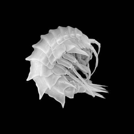 Abb2_PM Marine Biodiversita╠êt.jpg