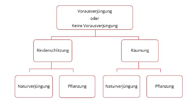baumdiagramm.jpg