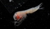 More Life at Sea: Unexpectedly High Biodiversity in the Deep-Sea Marine Protected Area