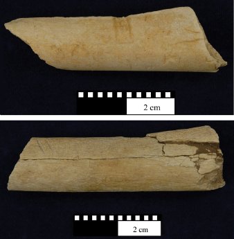 An den beiden Knochen, die in Dikika, Äthiopien, gefunden wurden sind deutlich Schnitt- und.jpg