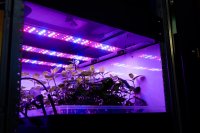 LED Horticulture: Für jede Pflanze daspassende Lichtrezept bereitstellen