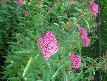 Wasserdost (Eupatorium Cannabinum)