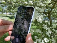 Pflanzenbestimmung mit Apps wie Flora Incognita ermöglicht phänologisches Monitoring. / © Flora Incognita