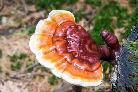 Vitalpilz Reishi; Quelle: Depositphotos