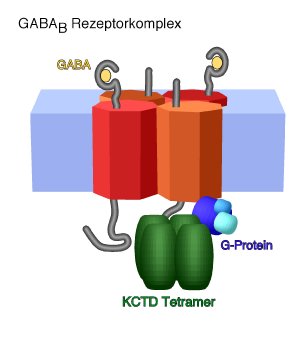 Physiologie_Fakler-Grafik1.jpg