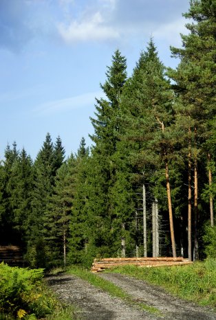 Wald 1.jpg