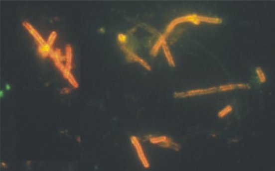 leuchtende-bakterien.jpg