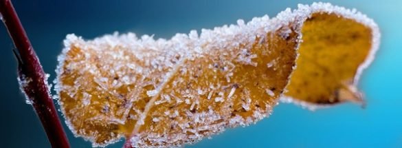 frosted-204921_1280-585x215.jpg
