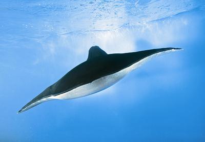Aqua_ray