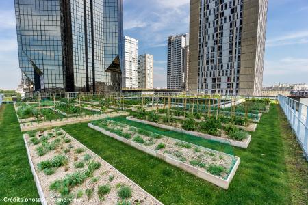 Der Urban-Farming-Dachgarten der Kochschule „Le Cordon Bleu“ ist mit 1011 m² einer der Größten in Paris. Quelle: Drone-view