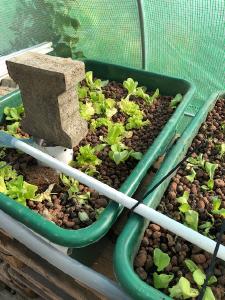 Aquaponic-Becken