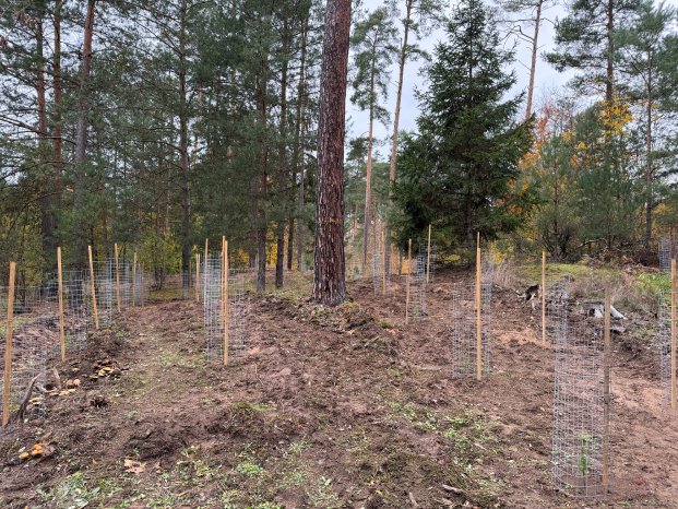 Press Release_Planting_campaign_20112025_3.jpg