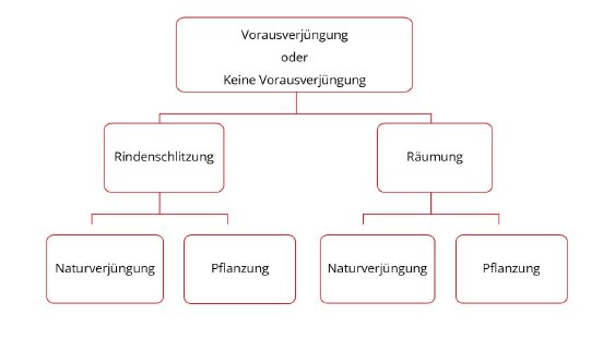 baumdiagramm.jpg