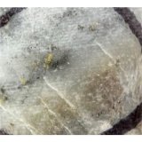 Native gold in quartz breccia at 810.5m of GS-24-181.