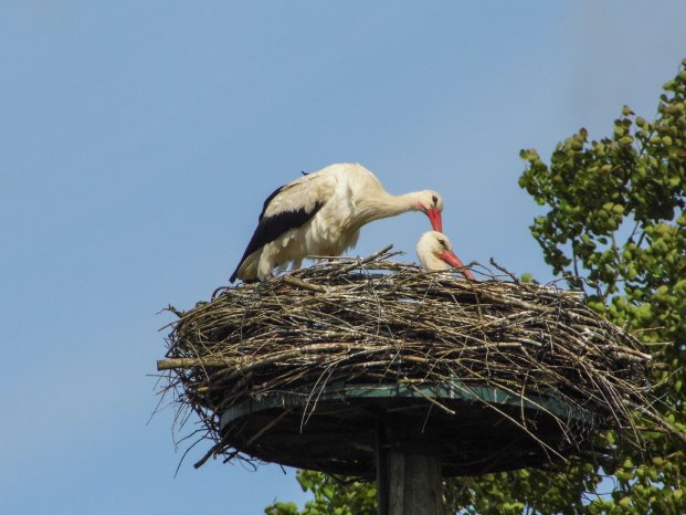 Storchennest Runow.jpg