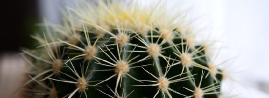 cactus_1920-e1789118130665-590x215.jpg