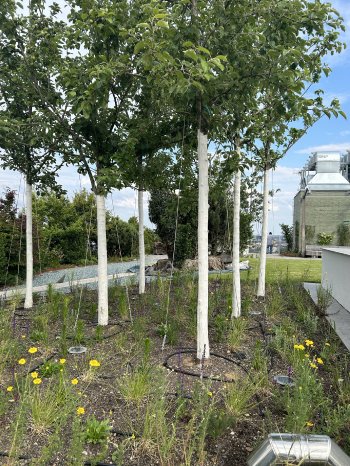 Optigruen_Referenzbild_Bunker Hamburg_02.jpeg