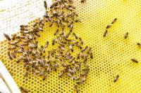 B+S und animonda engagieren sich für den Bienenschutz. (Foto: B+S)