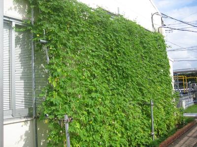 Kyocera Green Curtain Window