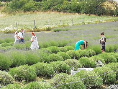 Neuer Partner der Regionalmarke UCKERMARK: Lavendel Grimme