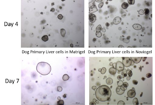 Primary dog liver organoids horizontal 3.png