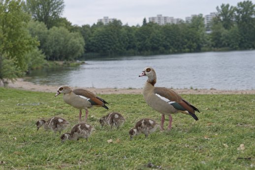 Abb1_PM Nilgans.png