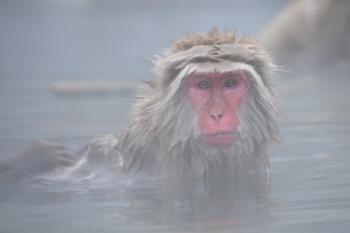 snow-monkey-2403922_1920.jpg