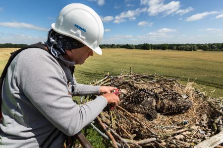 Der ehrenamtliche Vogelschützer Torsten Marczak beringt den ersten der drei jungen Fischadler, Foto: WEMAG/Stephan Rudolph-Kramer