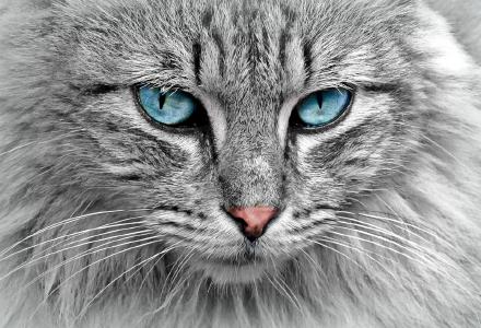 Hunde haben Herrchen, Katzen haben Personal...
