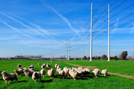 Wintrack I Masten in der Provinz Südholland / @TenneT TSO B.V.