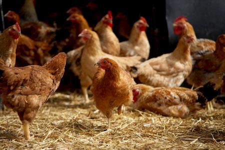 Aus Hühnermist wird Elektrizität und Wärme – ein intelligentes Kreislaufverfahren, das jetzt in einer schottischen Hühnerfarm zum Einsatz kommt, macht es möglich / Foto: 3M