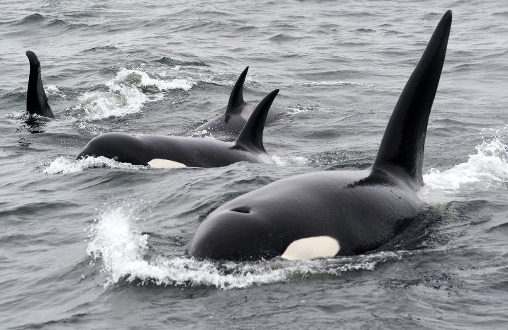 Orca Killerwale im Team.jpg