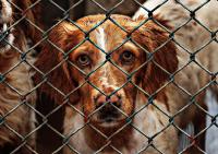 Nicht nur Menschen, sondern zum Beispiel auch Tiere in Tierheimen profitieren von Charity