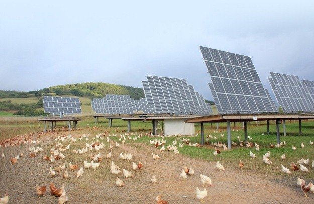 Solarpark der Kirchner Solar Group auf der Hühnerfarm - SonnenEi 562 kWp.jpg