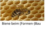 Biene-beim-Formenbau.png