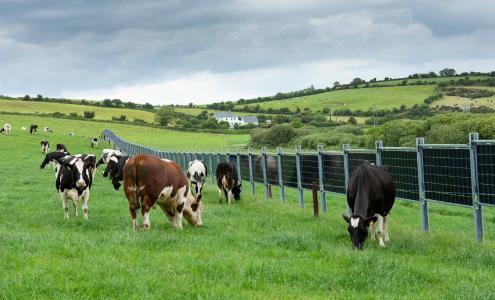Solarzaun Irland mit Kühen