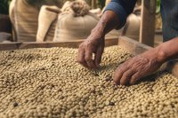 Hände sortieren getrocknete Rohkaffeebohnen auf einem Trockentisch. Zwei Hände sortieren getrocknete grüne Rohkaffeebohnen auf einem hölzernen Trockentisch, im Hintergrund unscharf weitere gefüllte Säcke. Symbolbild zur Preisentwicklung am Weltmarkt für Rohkaffee. 