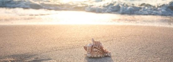 beach-4301479_1280-590x212.jpg