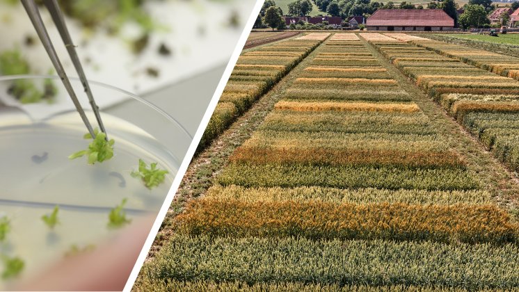 Labor und Feldversuch_Fotograf Roman Thomas.jpg