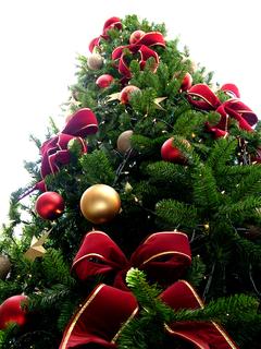 Leise rieseln die Nadeln: Tipps für den Weihnachtsbaum-Kauf und Pflege / © WikimediaCommons LotusHead
