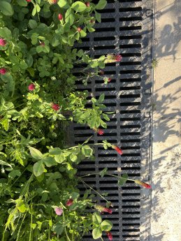 DRAINFIX-CLEAN-Rinne-mit-GrÅnstreifen.JPG