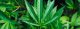 „Wollen die erfolgreichste paneuropäische Hanf- und Cannabis-Holding aufbauen“ – Interview mit Daniel Kruse, SynBiotic SE