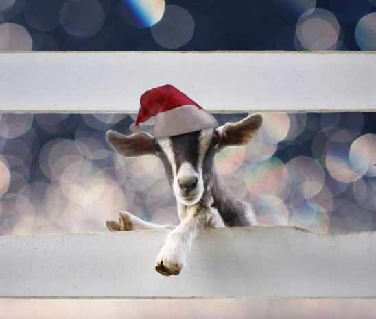 Holiday-Goat-BG.jpg