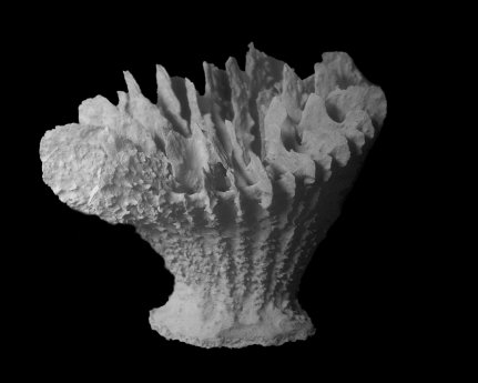 Abb3_PM Tiefseekoralle.jpg